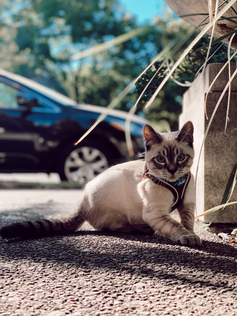 Bruce Wayne in his cat harness