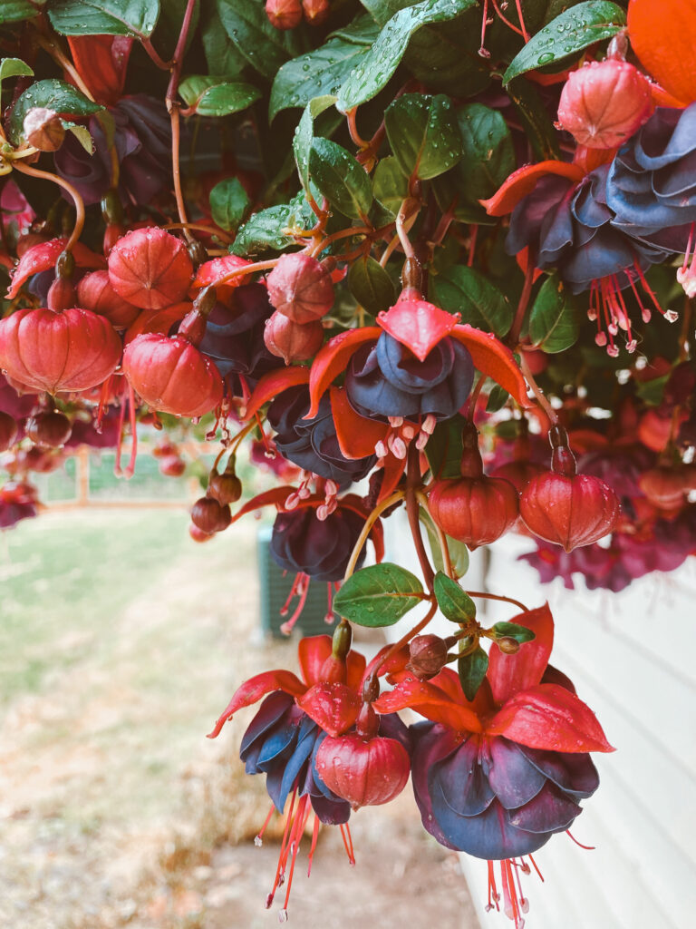 Purple and pink Fuchciass