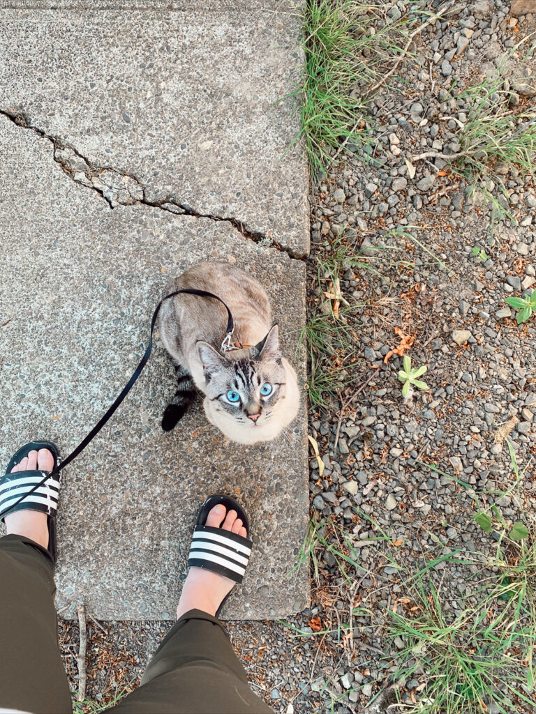 Walking Bruce Wayne on a harness